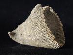 Placosmilia vidali (MALLADA 1892) - Bild © FossNet FossilienStore